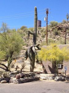 Detta är en Saguaro kaktus. Saguarokaktusar växer rakt uppåt och börjar inte få sin första arm förrän de blir kring 50 år gamla. Vi såg en hel massa, väldigt gamla Saguaro kaktusar!