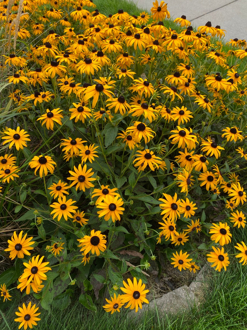 Djur-och växtliv i&nbsp;Förorten