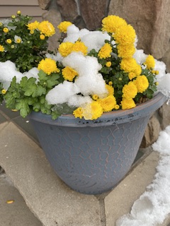 A few  treats…. Ginormous&nbsp;trick(s)!