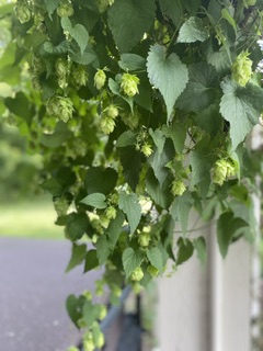 Hösttider, skördetider: Välkommen&nbsp;september!