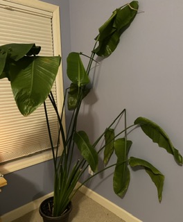 En liten del av&nbsp;Hawaii…