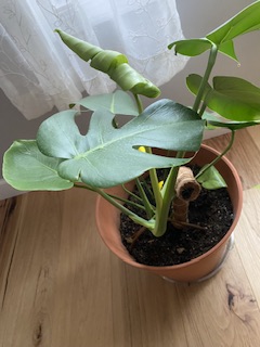 Tisdag och en coco climber